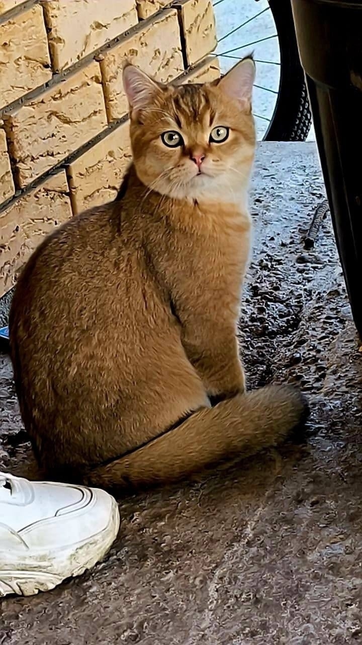 Пропала кошка в Набережных Челнах — фото объявления
