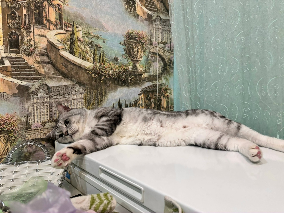 Пропала кошка в Набережных Челнах — фото объявления