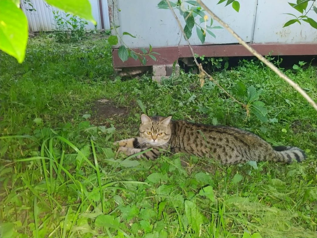 Пропала кошка в Набережных Челнах — фото объявления