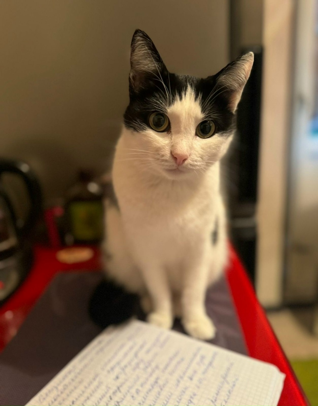 Пропала кошка в Набережных Челнах — фото объявления