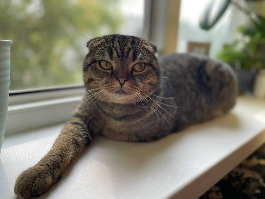 Пропала кошка в Набережных Челнах — фото объявления