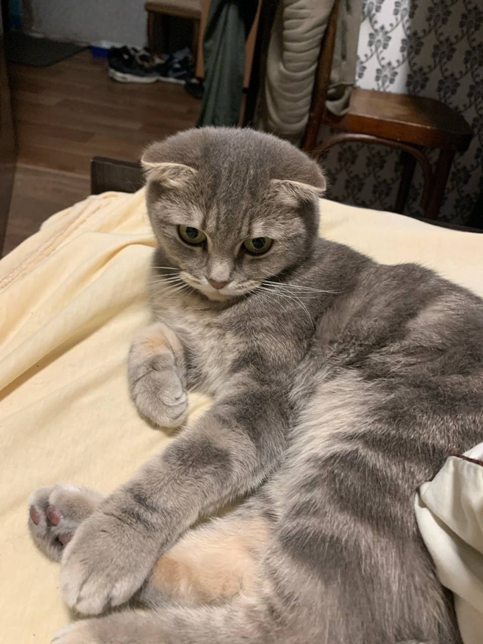 Пропала кошка в Набережных Челнах — фото объявления