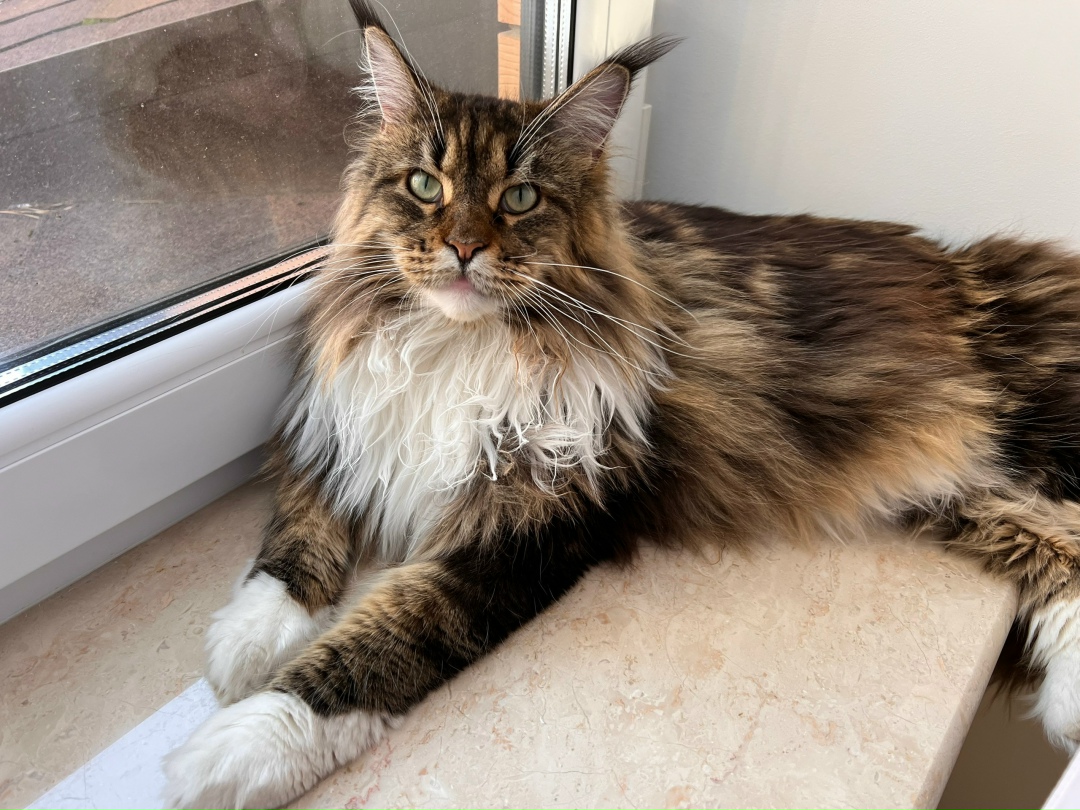 Пропала кошка в Набережных Челнах — фото объявления