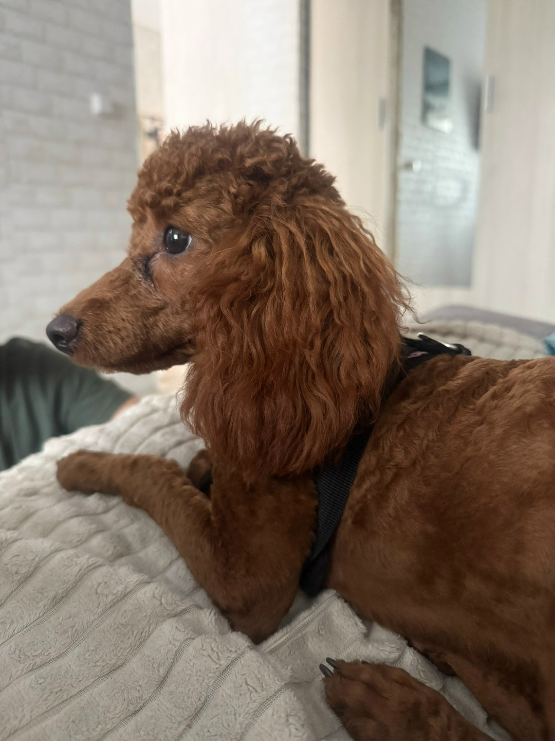 Пропала собака в Набережных Челнах — фото объявления