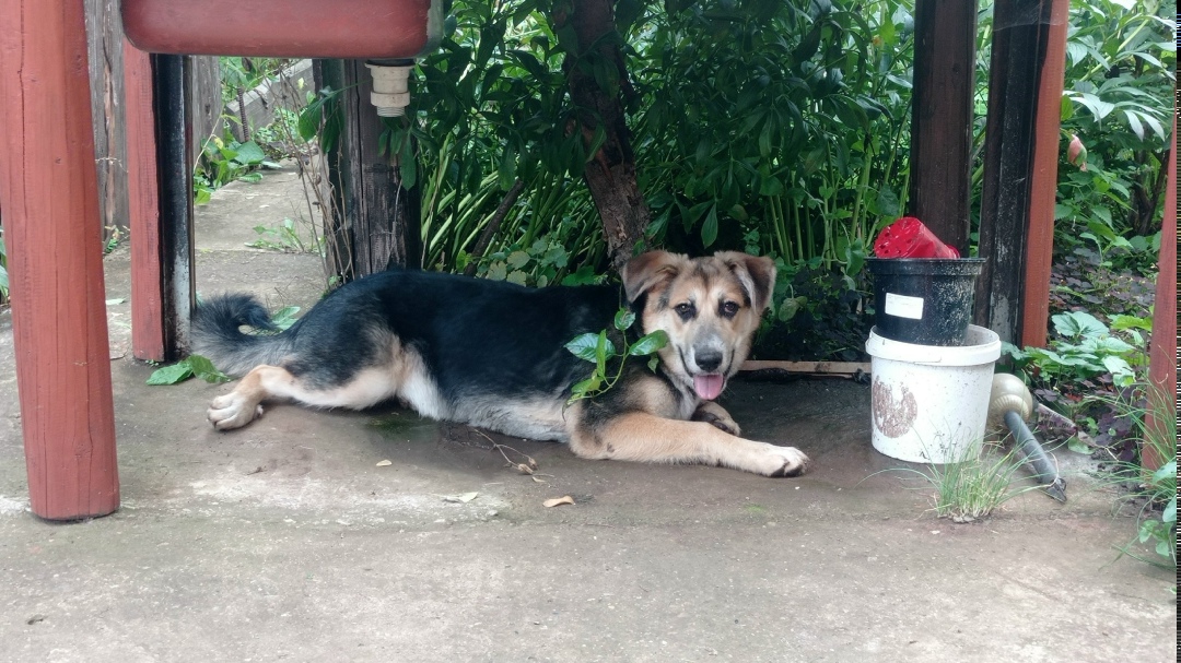 Найдена собака в Набережных Челнах — фото объявления