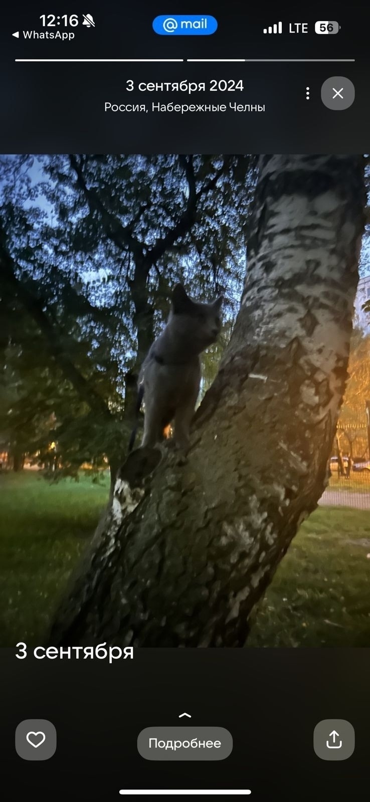 Пропала кошка в Набережных Челнах — фото объявления