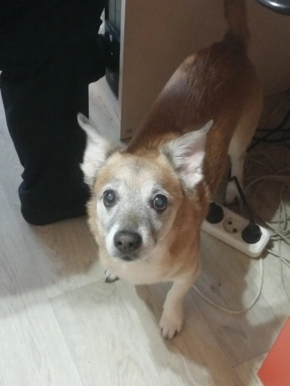 Пропала собака в Набережных Челнах — фото объявления