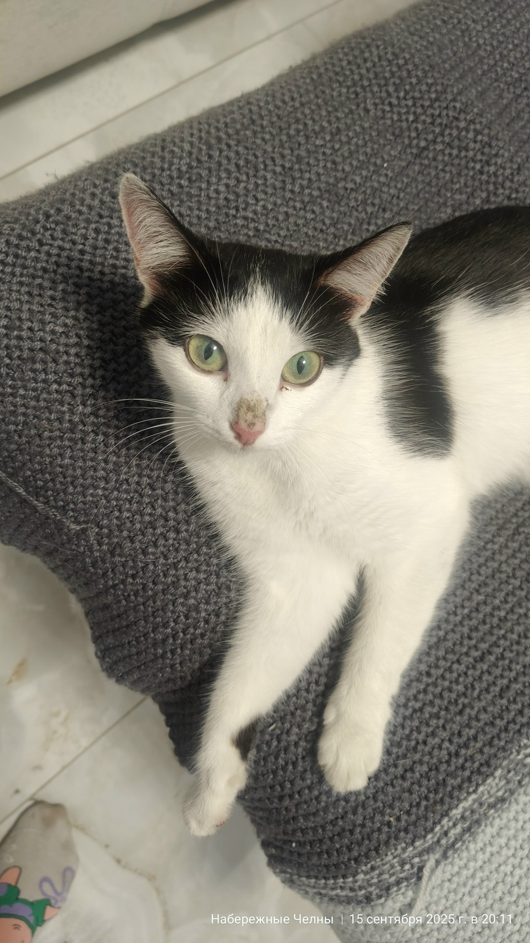 Найдена кошка в Набережных Челнах — фото объявления