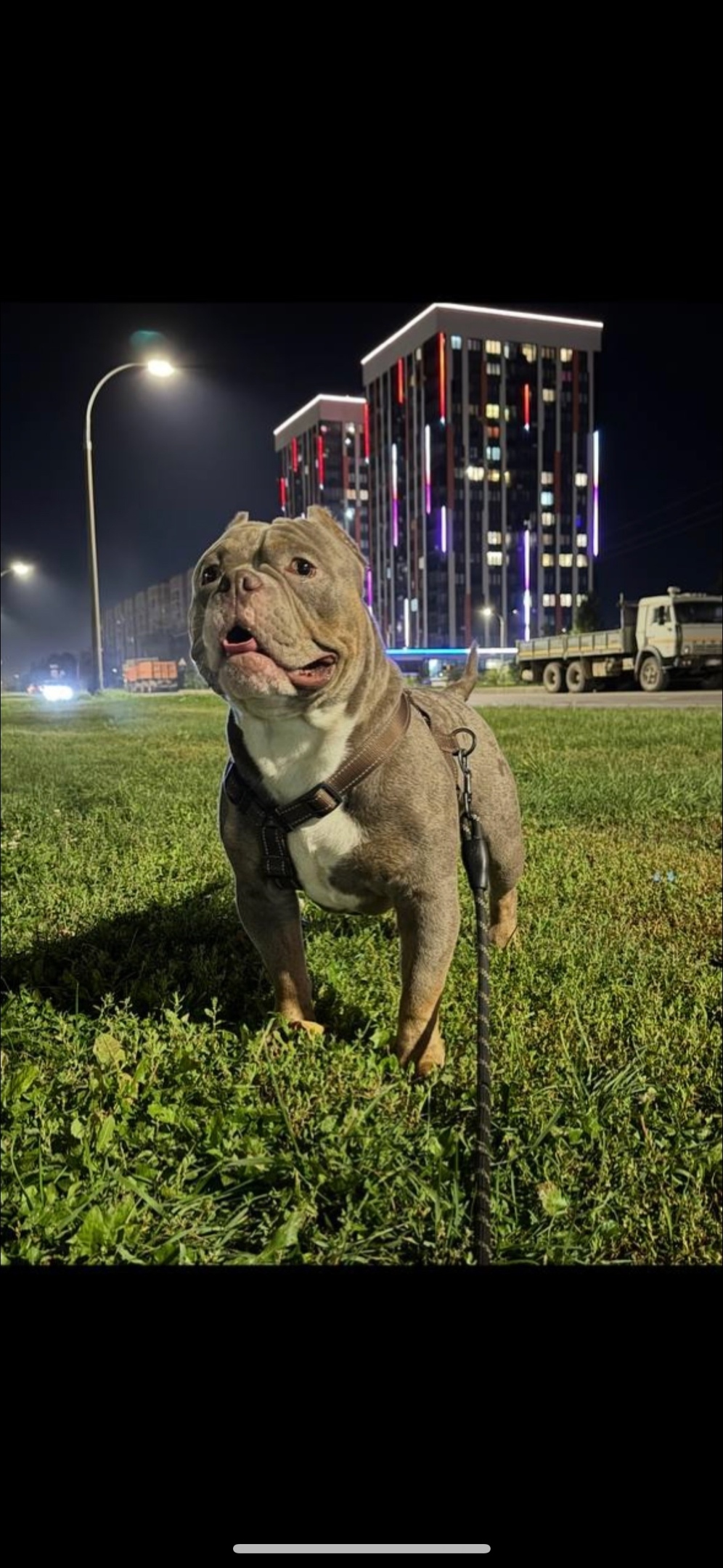 Пропала собака в Набережных Челнах — фото объявления
