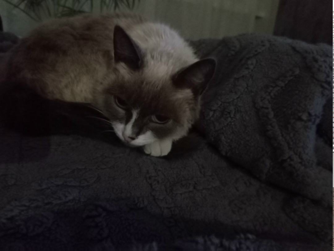 Найдена кошка в Набережных Челнах — фото объявления