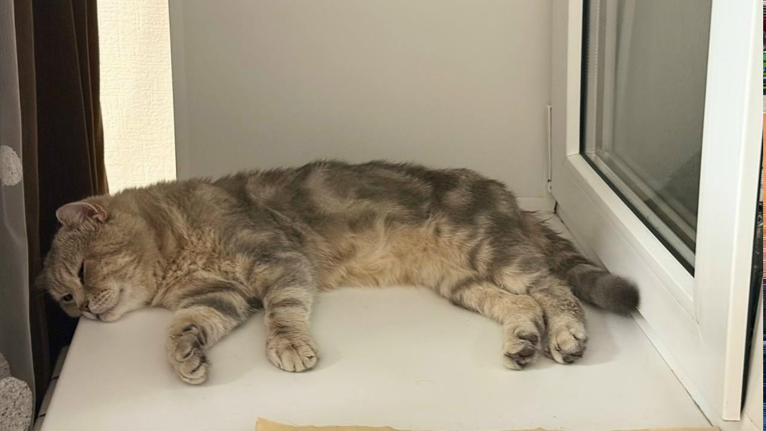 Найдена кошка в Набережных Челнах — фото объявления