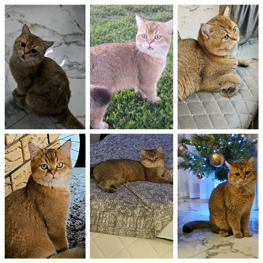 Пропала кошка в Набережных Челнах — фото объявления