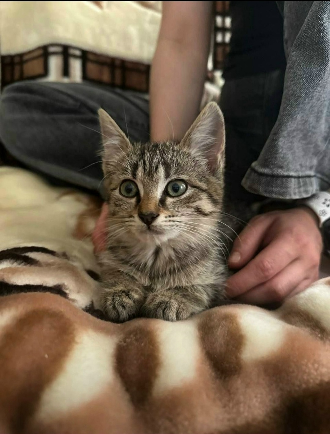 Пропала кошка в Набережных Челнах — фото объявления