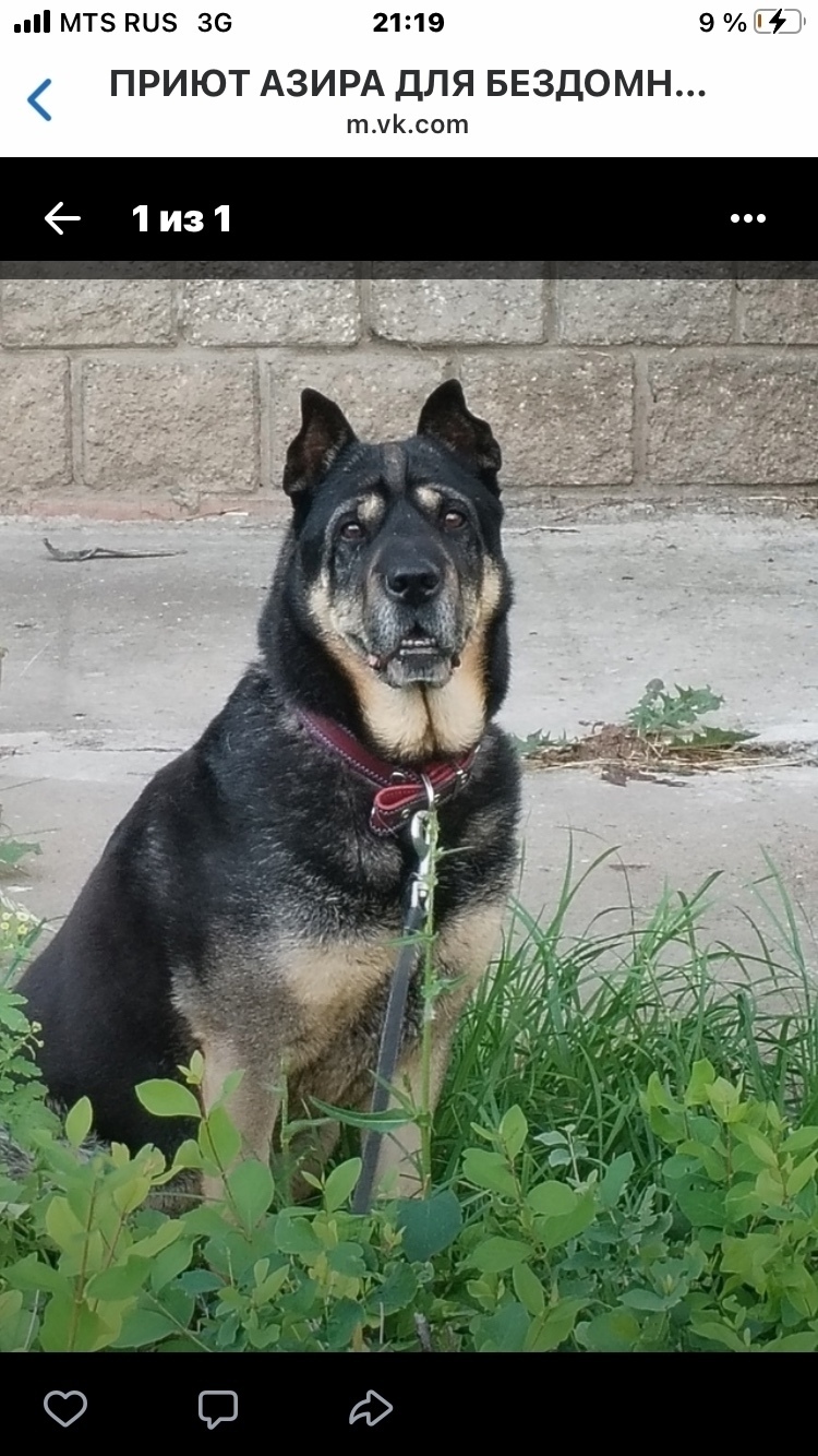 Пропала собака в Набережных Челнах — фото объявления