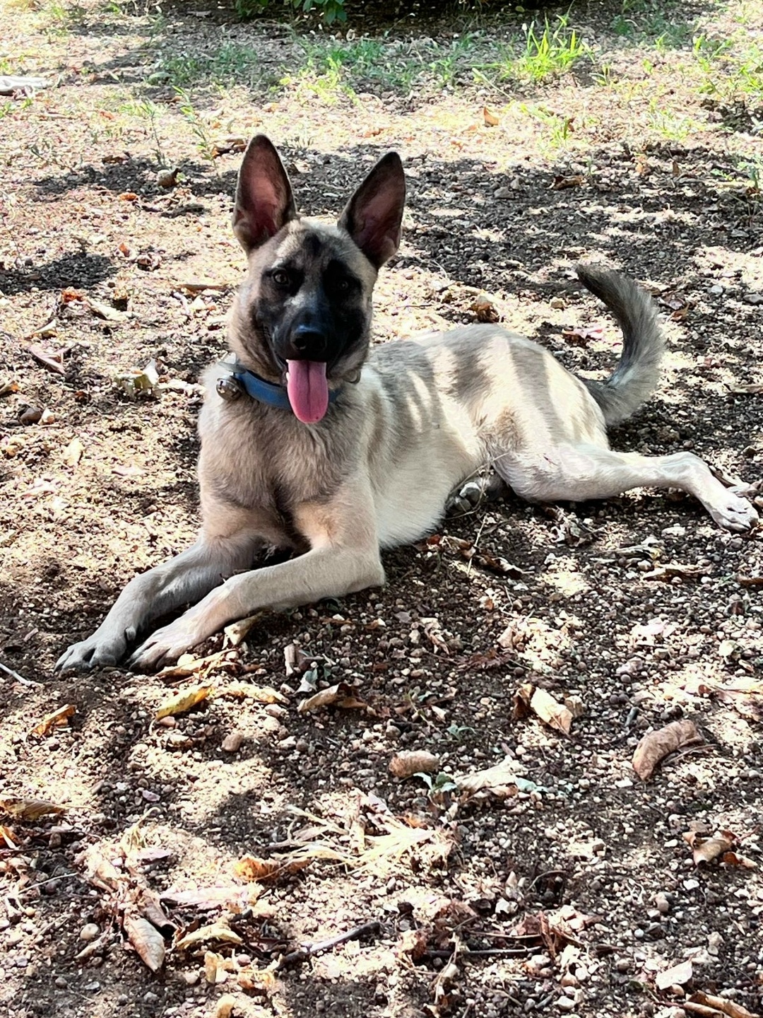 Пропала собака в Севастополе — фото объявления