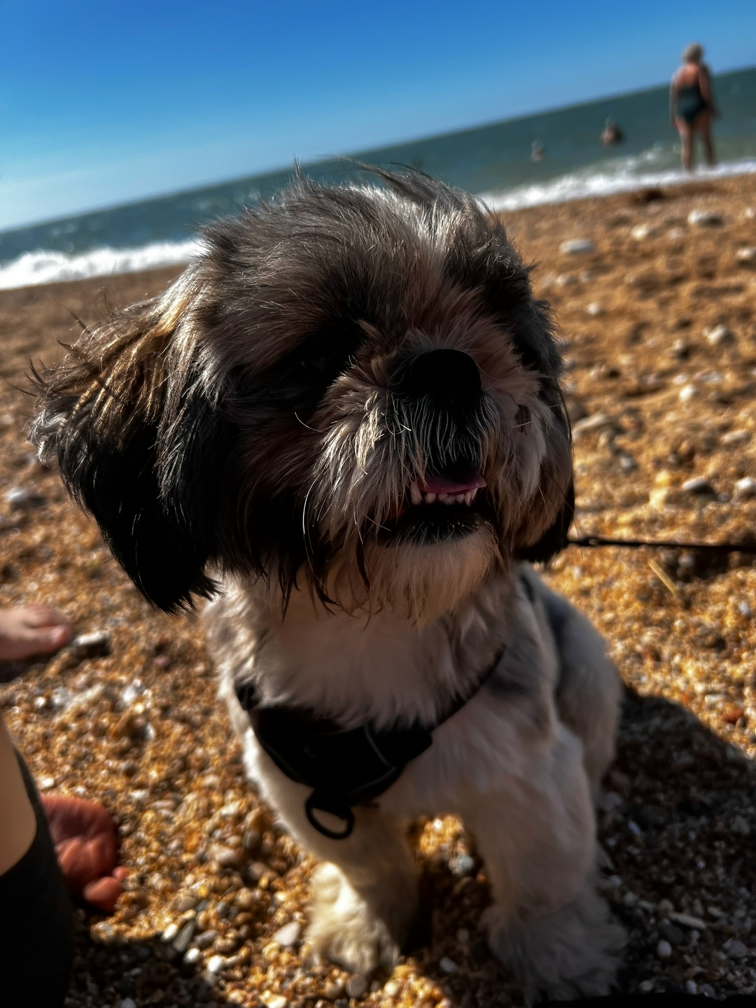 Пропала собака в Севастополе — фото объявления