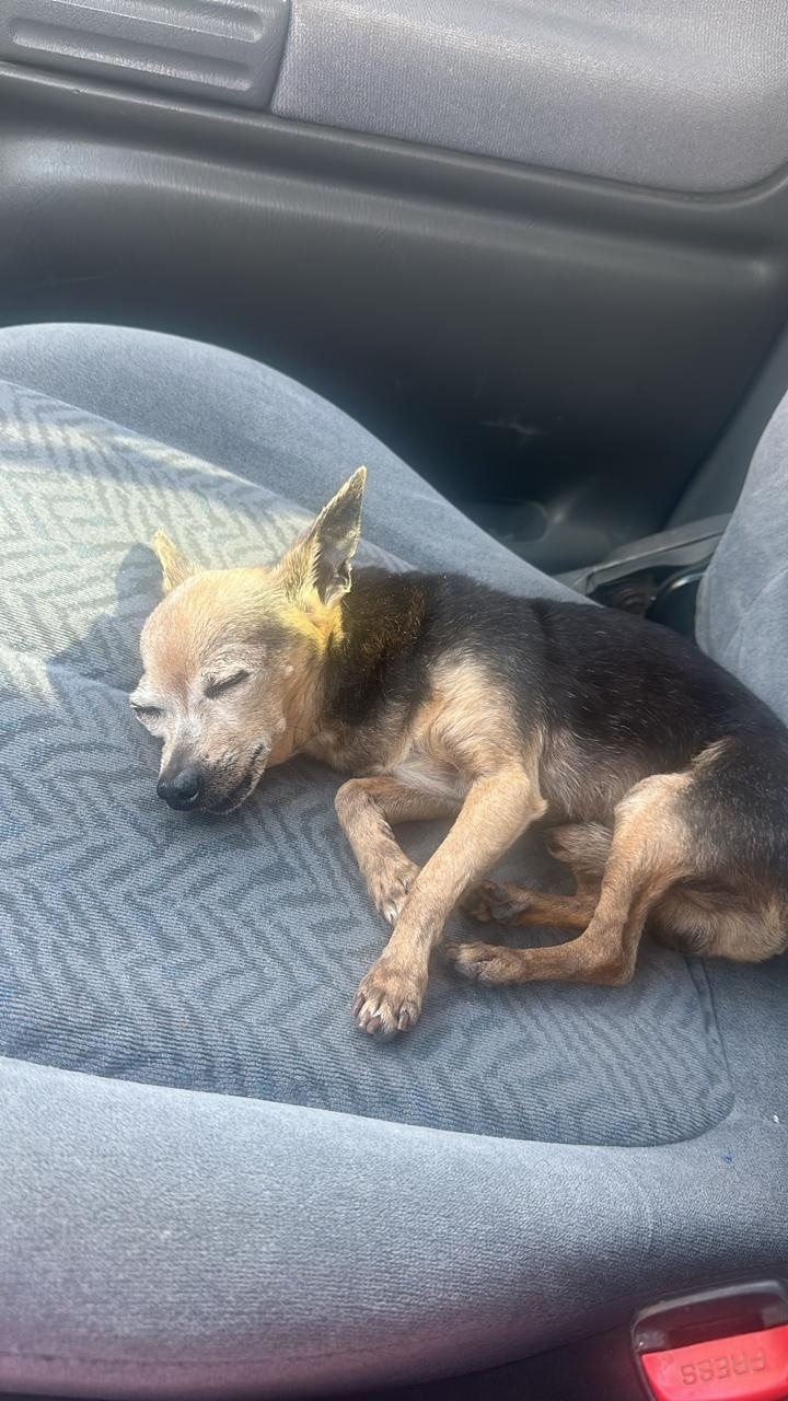 Найдена собака в Севастополе — фото объявления