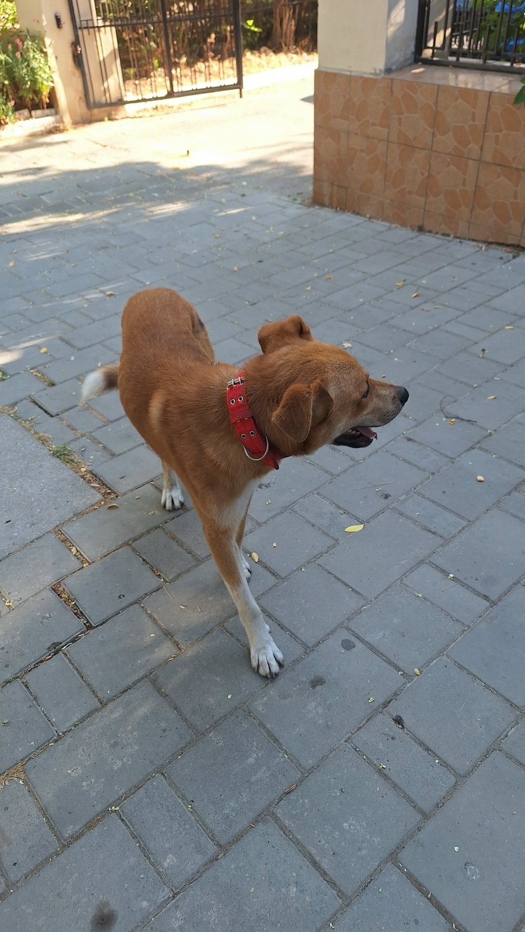 Пропала собака в Севастополе — фото объявления