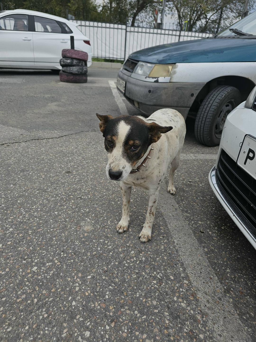 Пропала собака в Севастополе — фото объявления