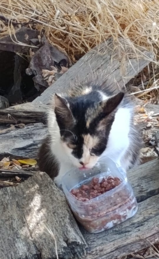 Пропала собака в Севастополе — фото объявления