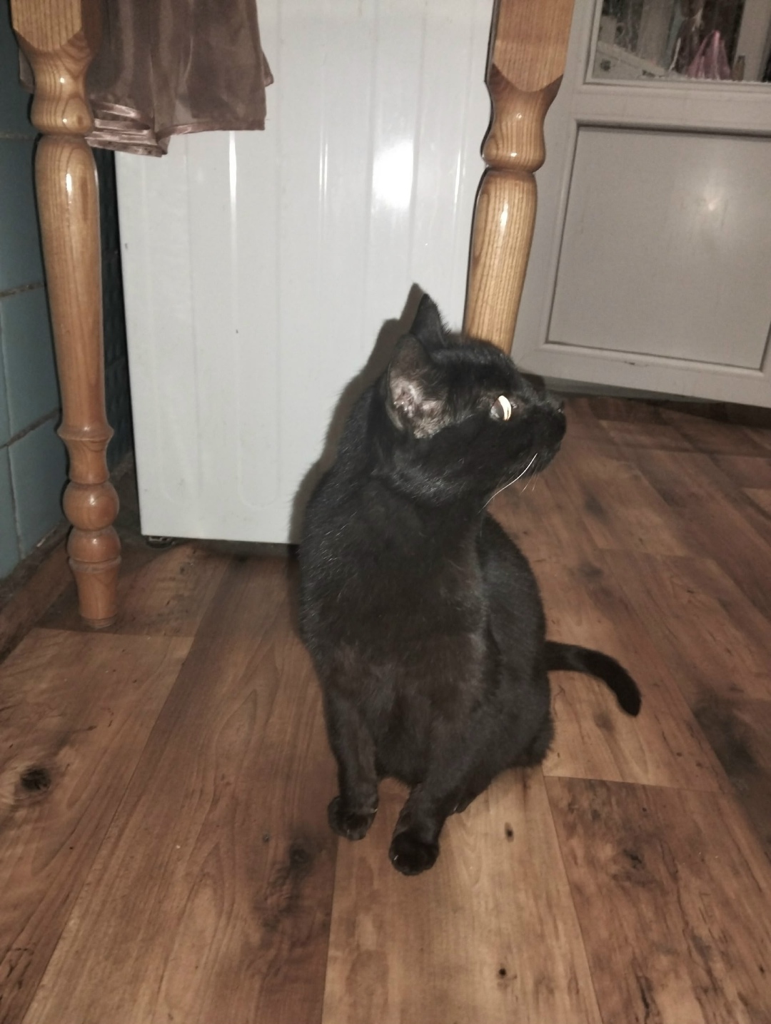 Найдена кошка в Севастополе — фото объявления