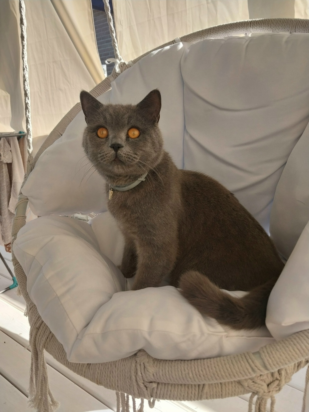 Пропала кошка в Севастополе — фото объявления