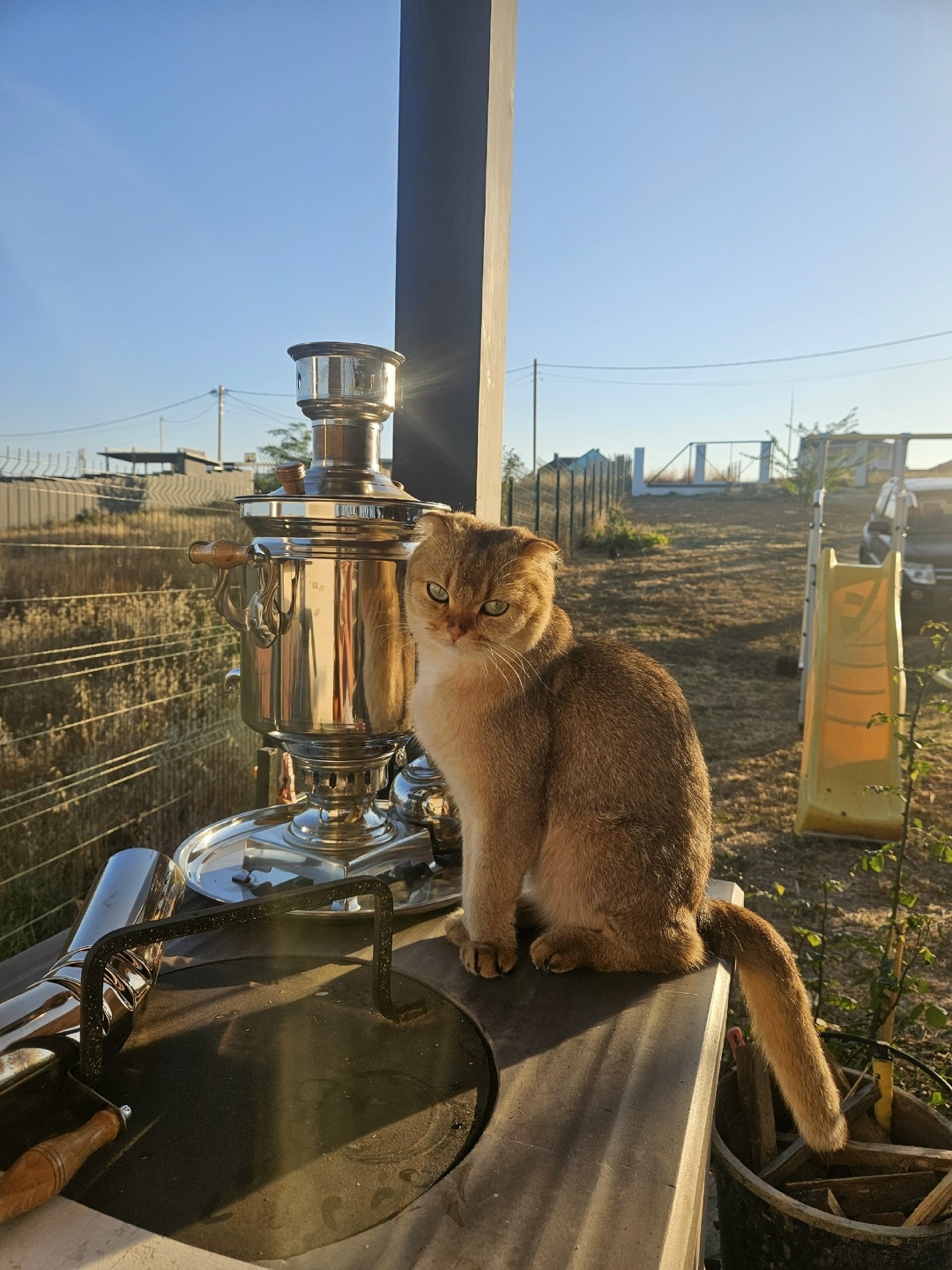 Пропала кошка в Севастополе — фото объявления