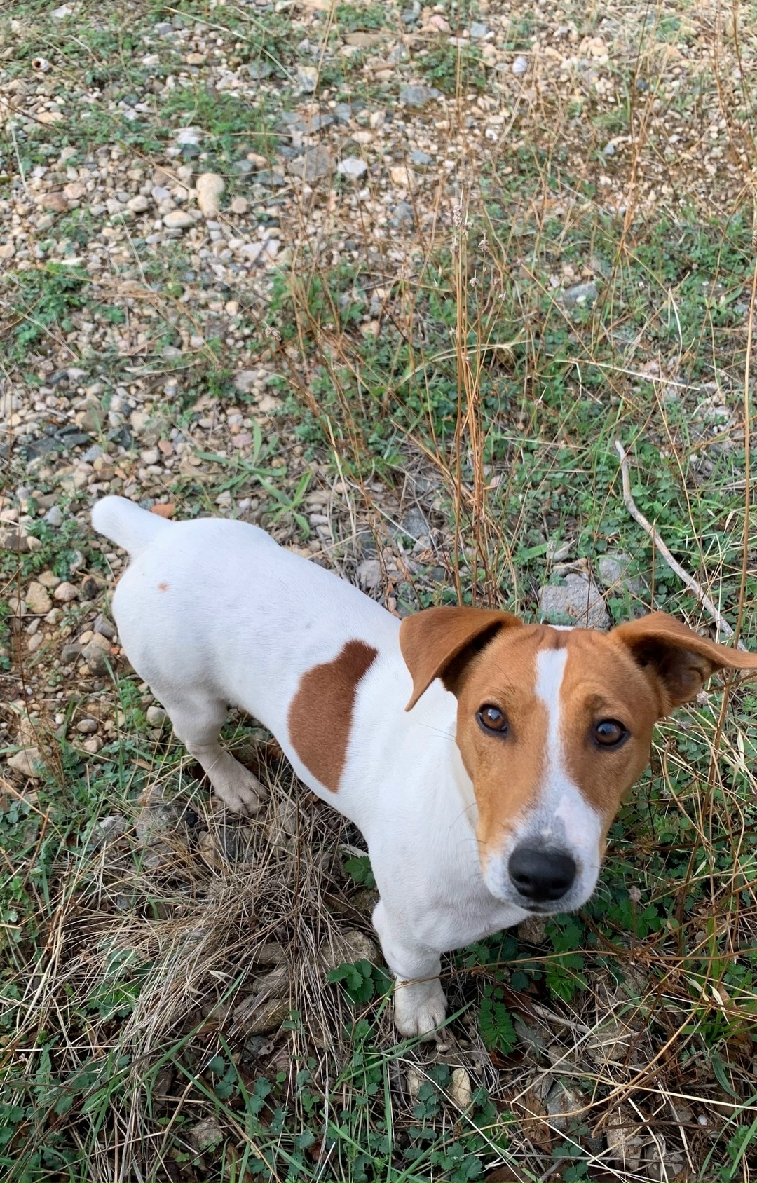 Пропала собака в Севастополе — фото объявления