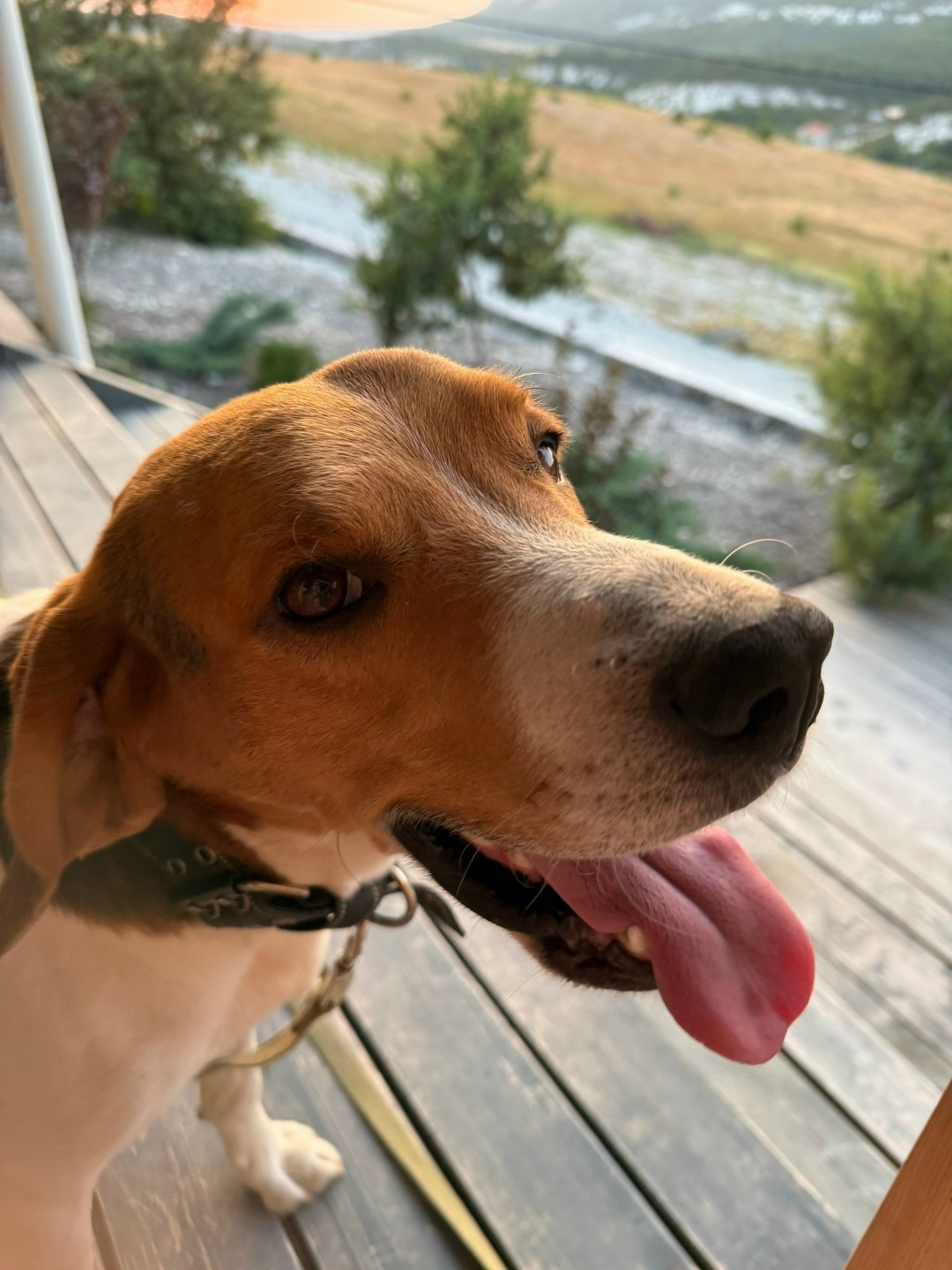 Пропала собака в Севастополе — фото объявления