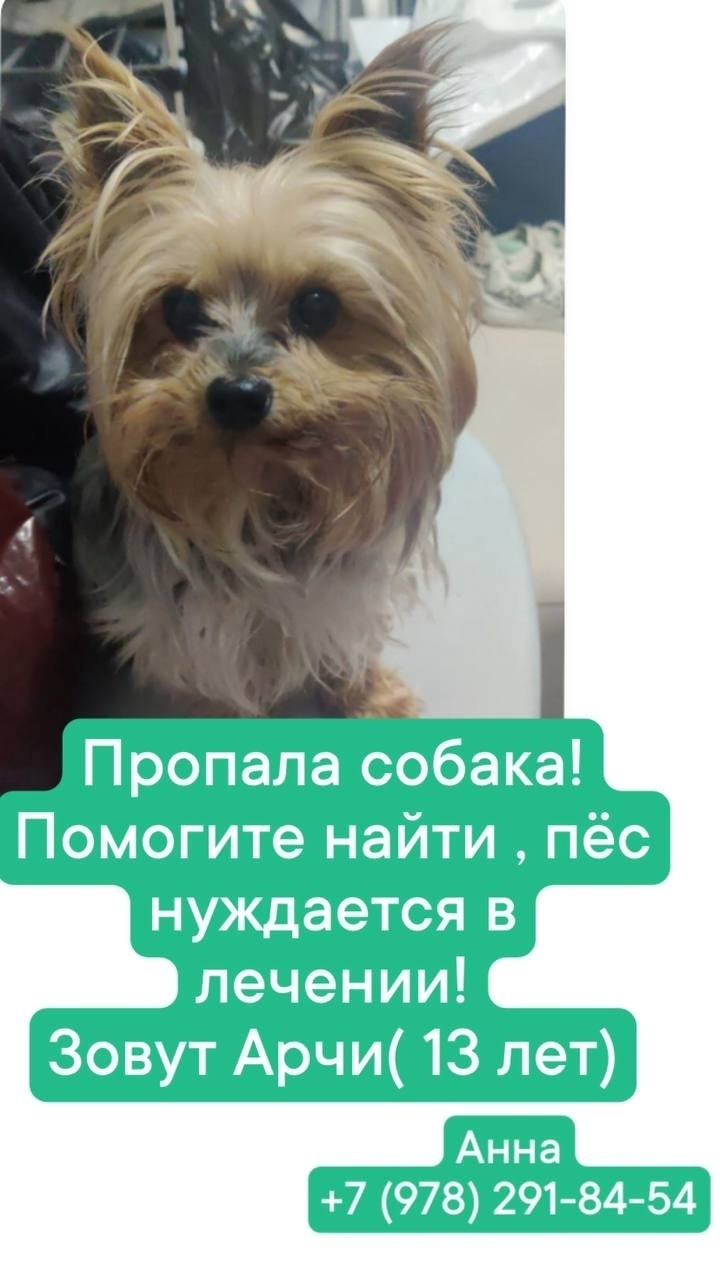 Пропала собака в Севастополе — фото объявления