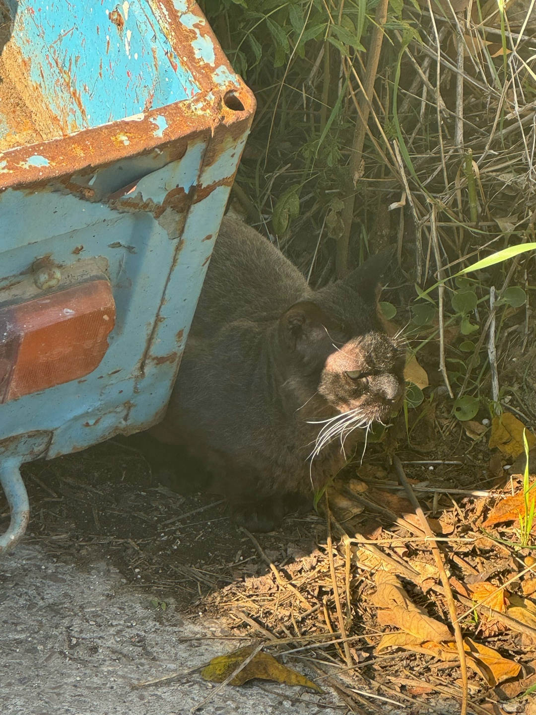 Пропала кошка в Севастополе — фото объявления