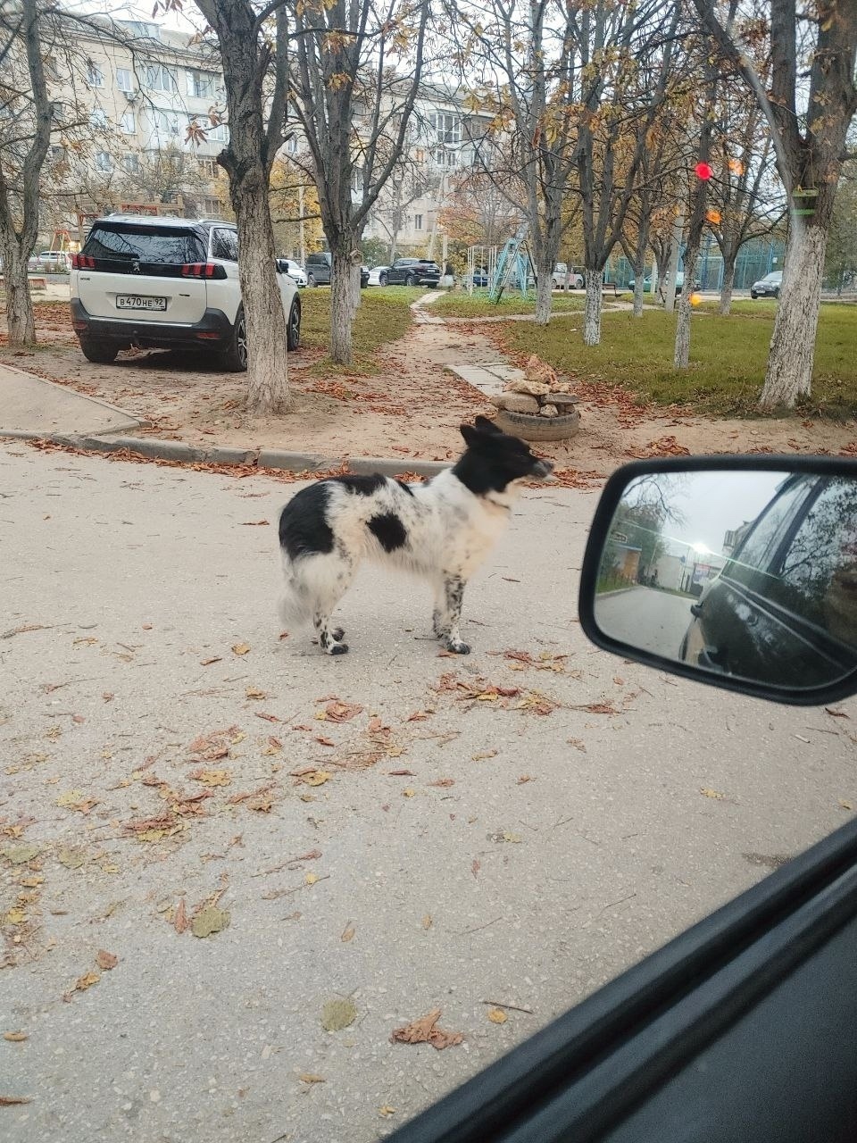 Пропала собака в Севастополе — фото объявления