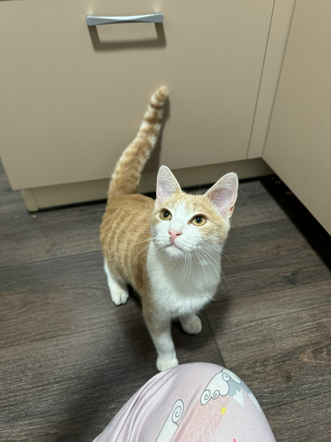 Найдена собака в Севастополе — фото объявления