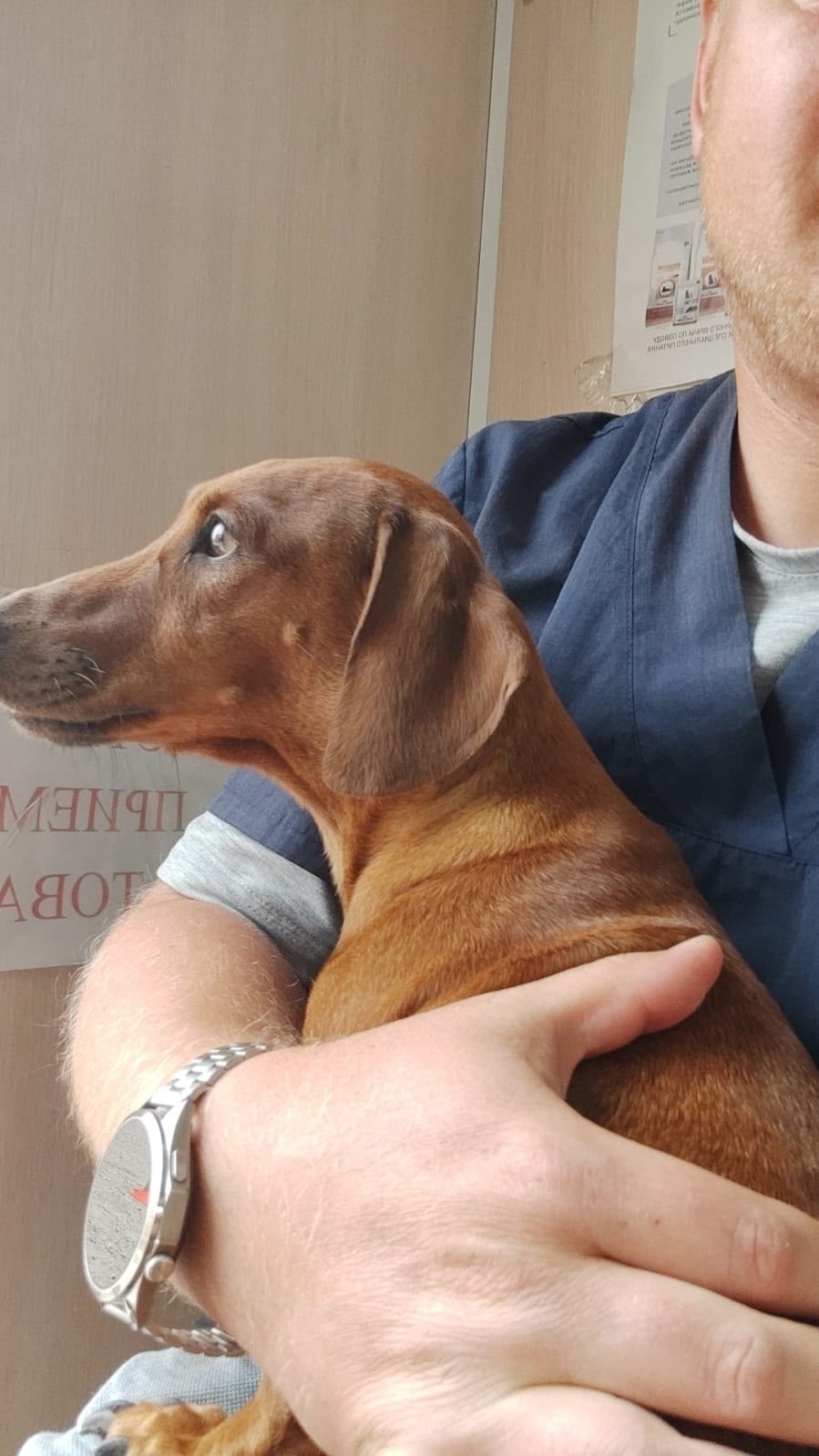 Пропала собака в Севастополе — фото объявления