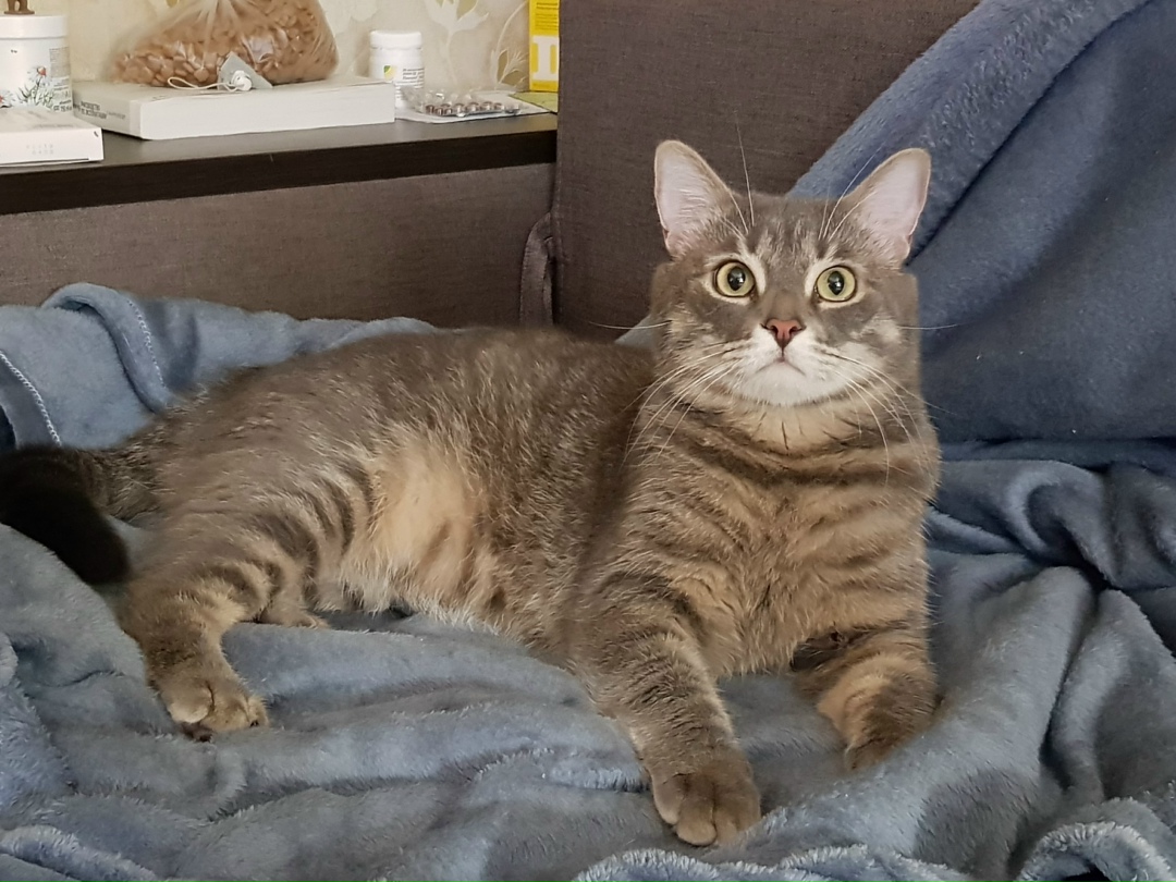 Пропала кошка в Севастополе — фото объявления