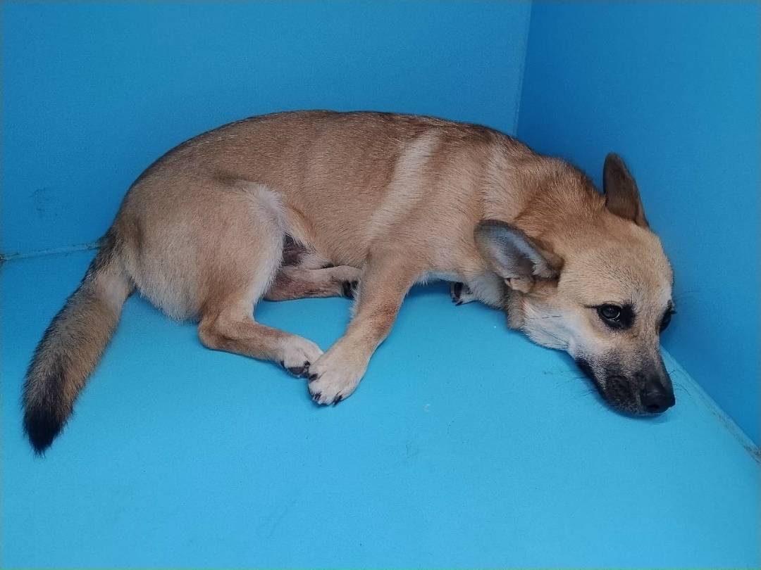 Найдена собака в Севастополе — фото объявления