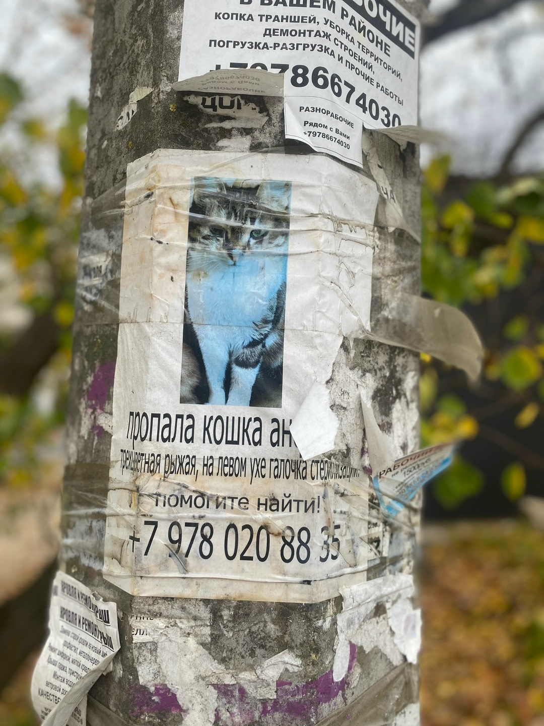 Найдена кошка в Севастополе — фото объявления