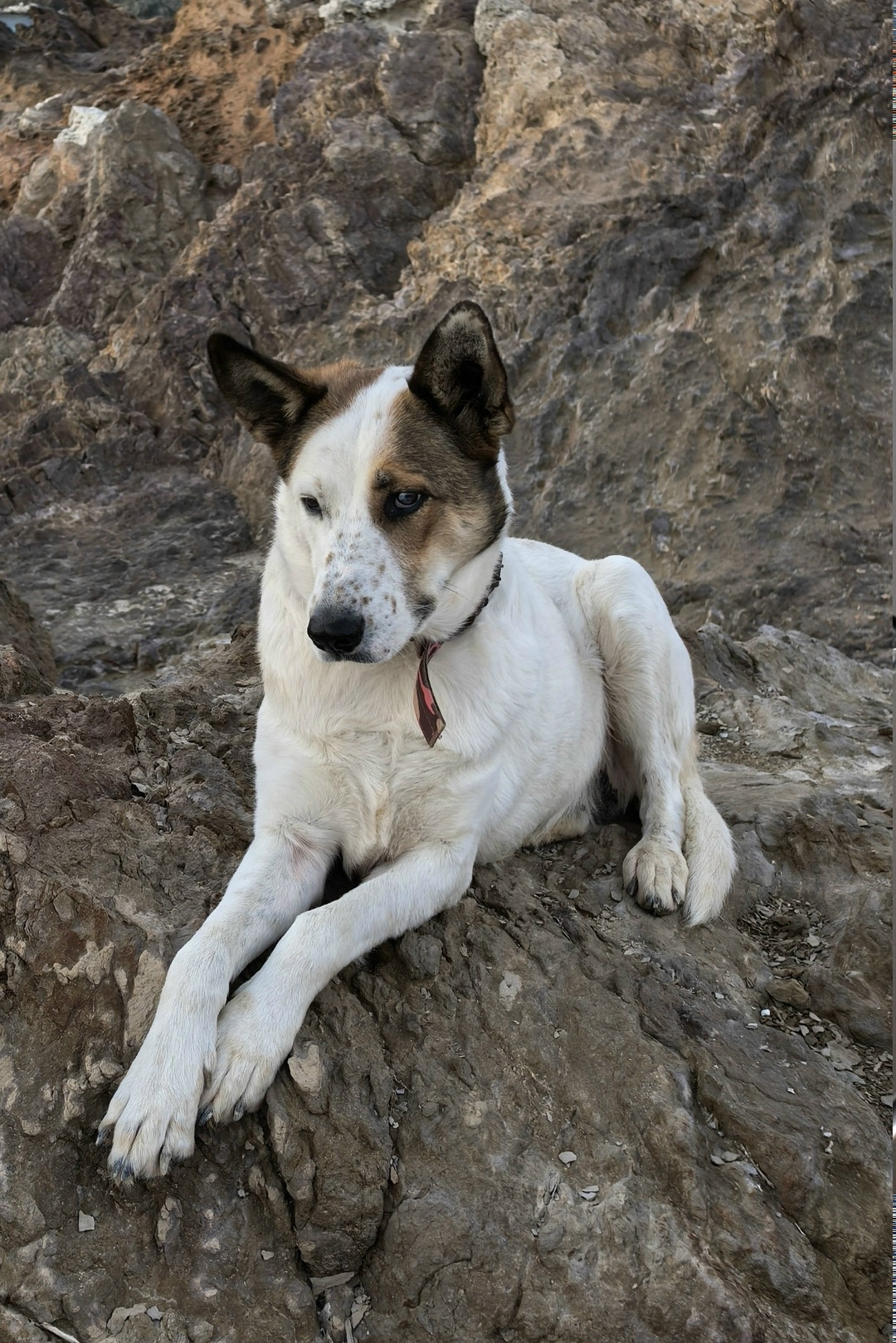 Пропала собака в Севастополе — фото объявления