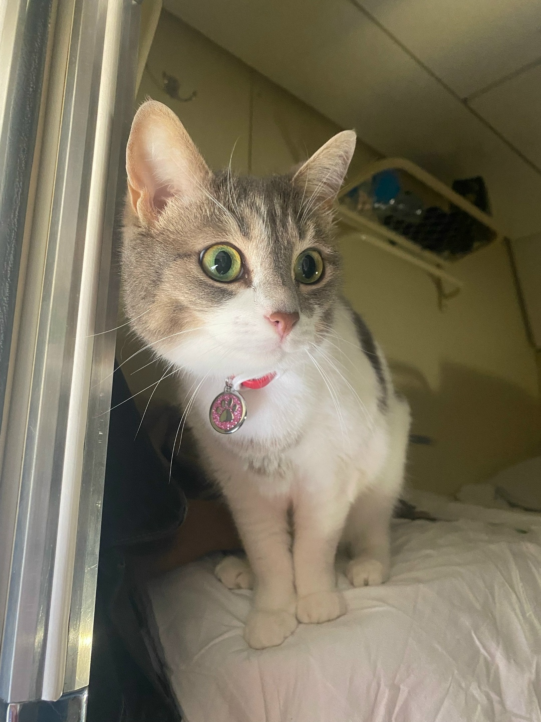 Пропала кошка в Севастополе — фото объявления