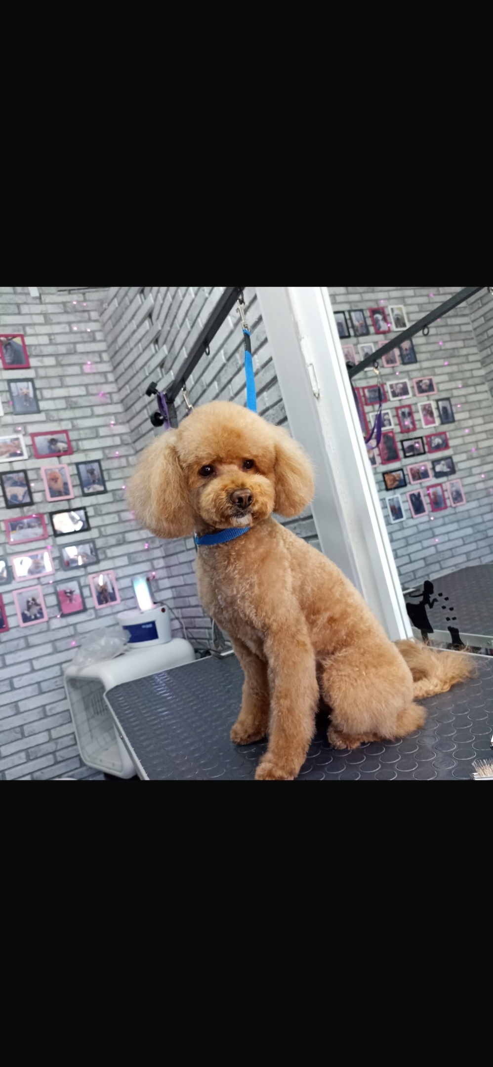 Пропала собака в Севастополе — фото объявления