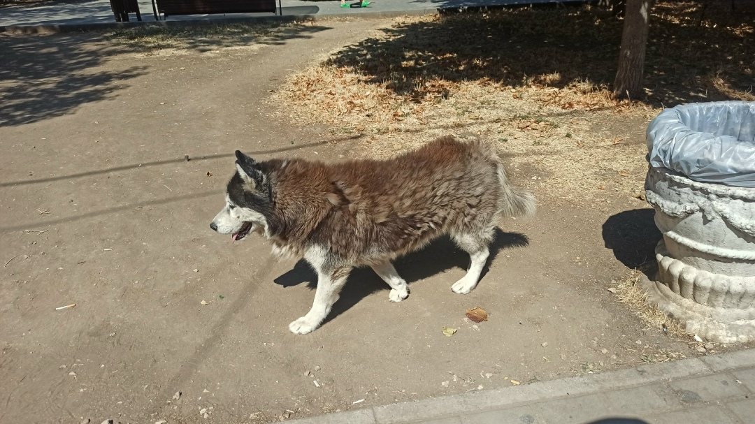 Найдена собака в Севастополе — фото объявления