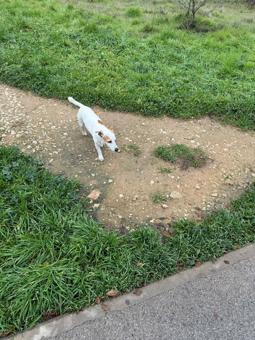 Пропала собака в Севастополе — фото объявления