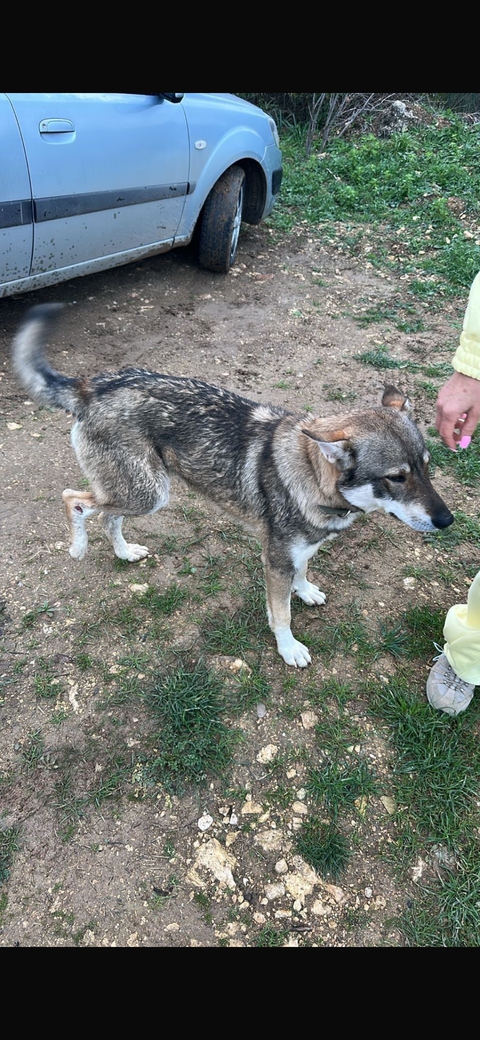 Найдена собака в Севастополе — фото объявления