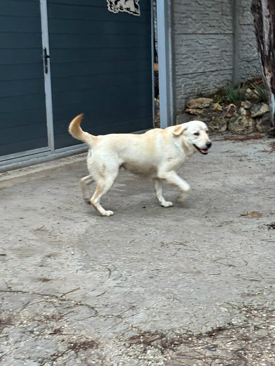 Пропала собака в Севастополе — фото объявления