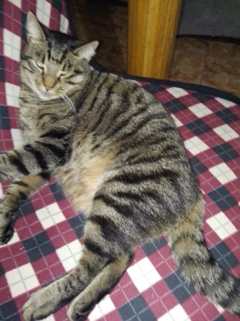 Пропала кошка в Севастополе — фото объявления