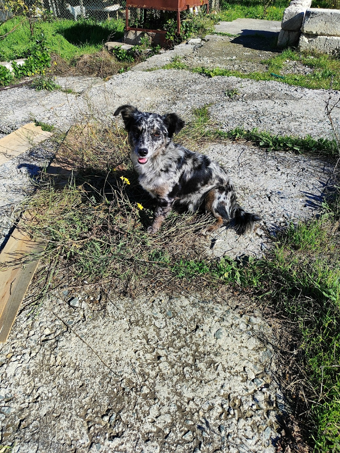 Пропала собака в Севастополе — фото объявления
