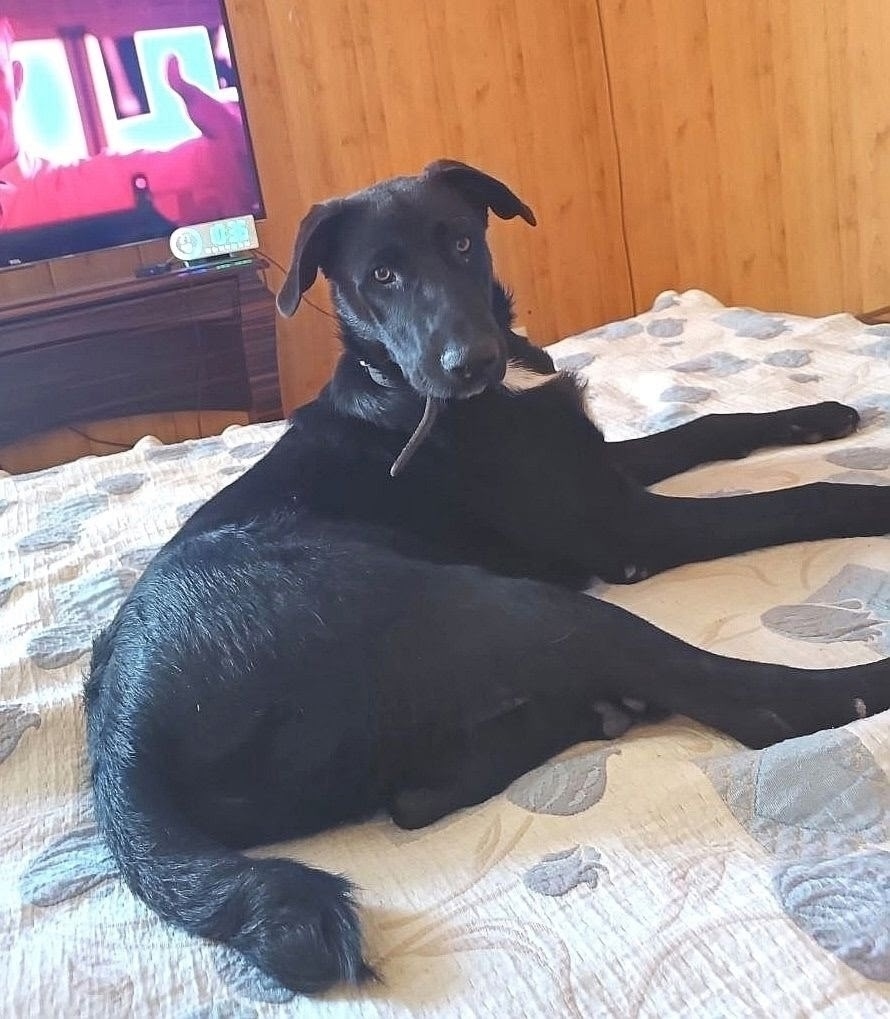 Пропала собака в Севастополе — фото объявления