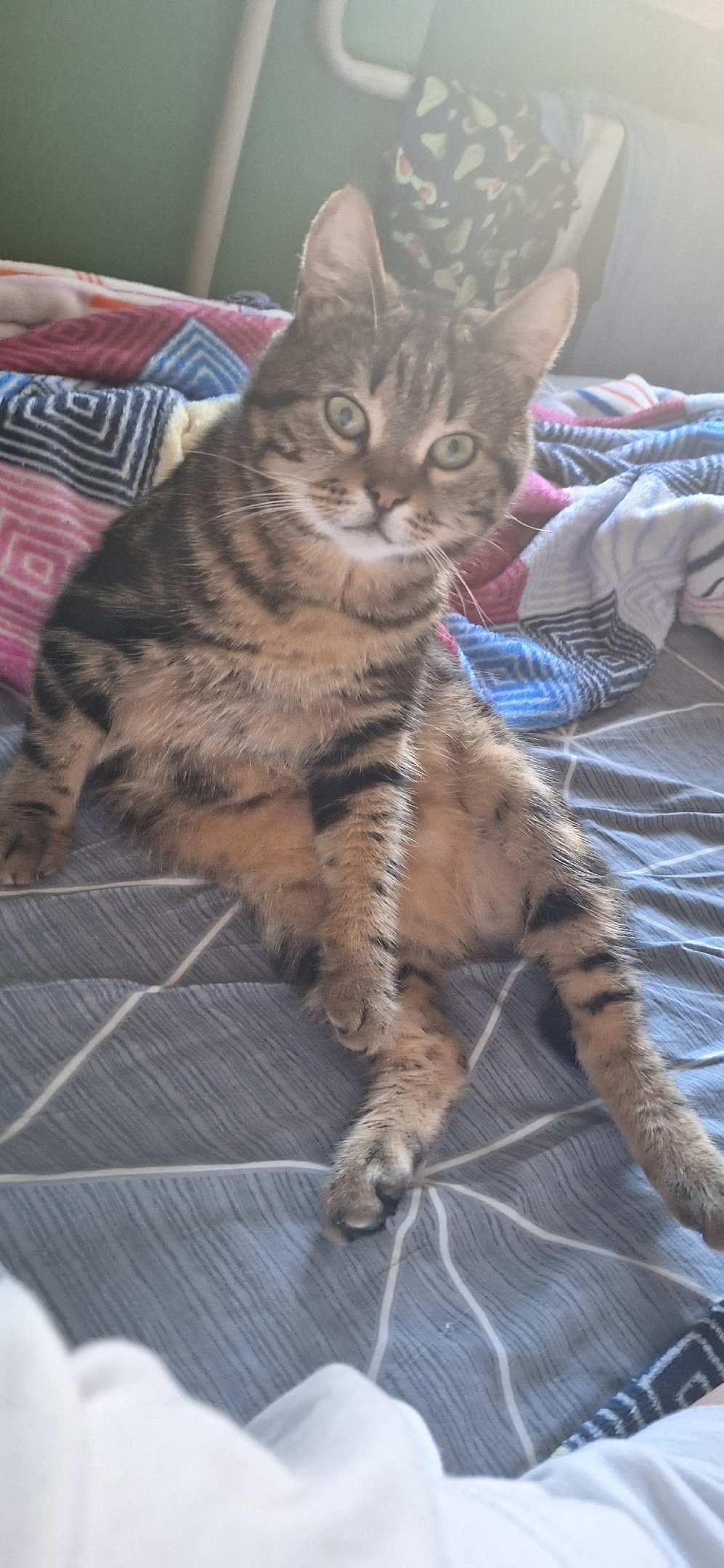 Пропала кошка в Севастополе — фото объявления