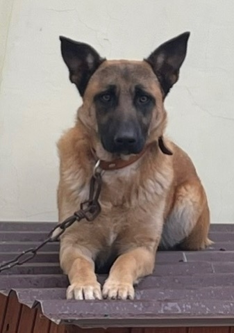 Пропала собака в Севастополе — фото объявления