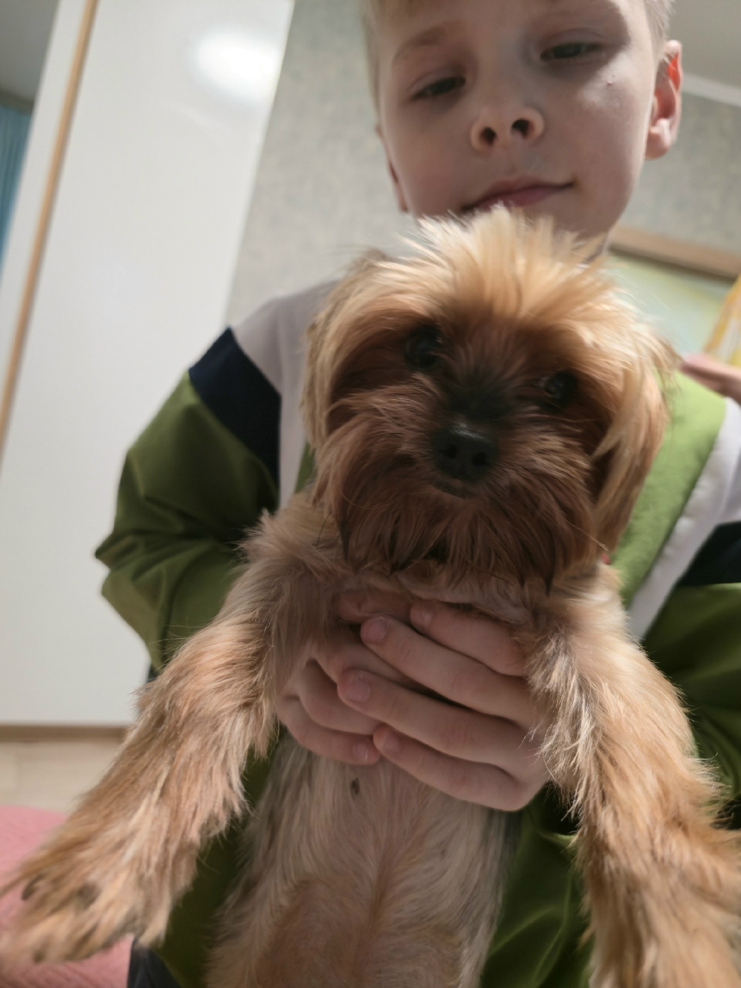 Пропала собака в Севастополе — фото объявления